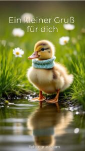 Kleine Ente am Teich 💛 Grüße für dich