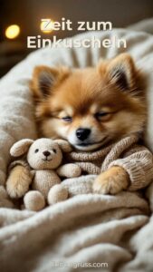 Kleiner Mini Spitz im Bett am Abend