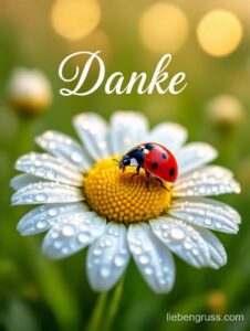 Weiße Gänseblümchen mit Danke, Ladybug und Tropfen