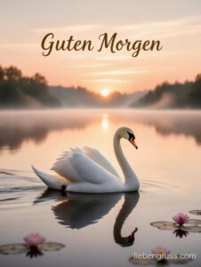 Weißer Schwan schwimmt auf ruhigem See bei Sonnenaufgang mit nebligem Horizont.