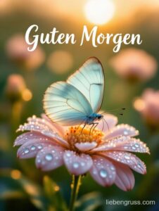 Schmetterling mit blauen Flügeln auf rosafarbener Blüte mit Tau.